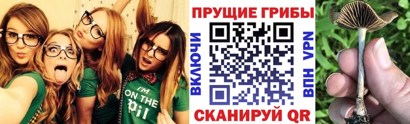 KRAKEN онион  Карабаново  Галлюциногенные грибы прущие грибы 